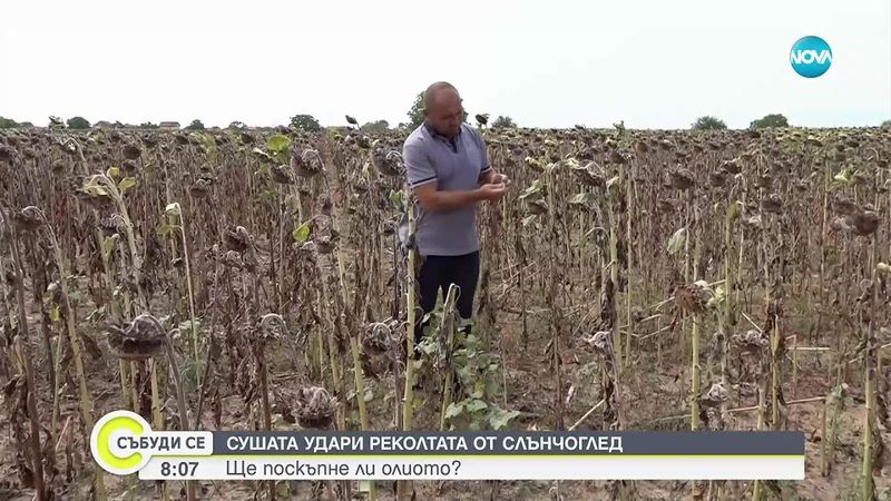 Сушата удари реколтата от слънчоглед: Ще поскъпне ли олиото?