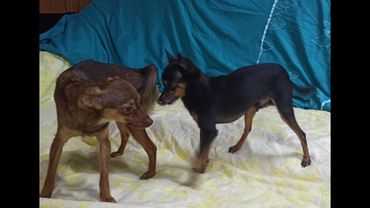 Дубль ВЯЗКА СОБАК породы той-терьер. СКОРОСТНАЯ :-) /  breeding dogs