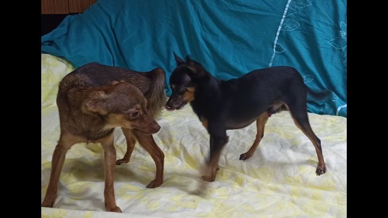 Дубль ВЯЗКА СОБАК породы той-терьер. СКОРОСТНАЯ :-) /  breeding dogs