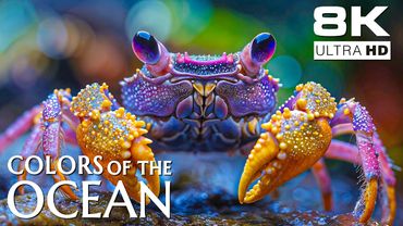 Deep Ocean 8K - Explore Sea Creatures with Soothing Music & Waves