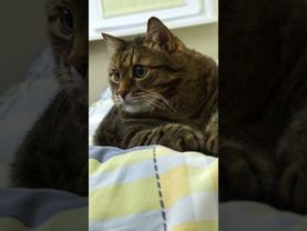 Плохая память 🙀😉🤗🤣 #cat #кот #юмор #котушка #приколы #цитаты #смех