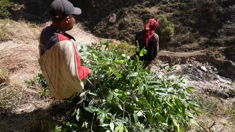 Cutting and collecting green leaves of trees of feeding domestics animals