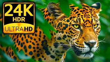 24K HDR Jungle : Wildlife & Animals in 8K/4K HDR | Dolby Vision 120FPS