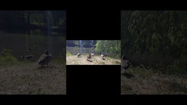 В суспільстві загалом походження тварин не часто розглядається.