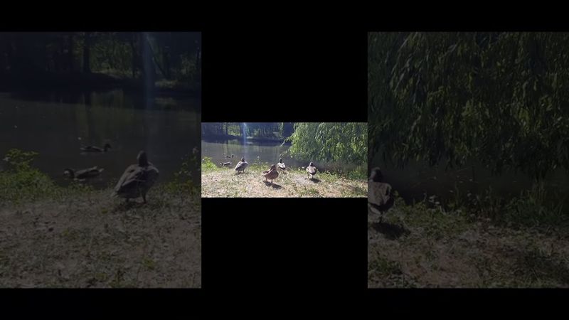 В суспільстві загалом походження тварин не часто розглядається.