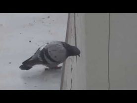 голубь руфер упал с крыши