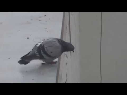 голубь руфер упал с крыши