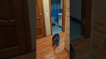 Одинокий странник 🙀🙀🙀🤣 #cat #кот #юмор #котушка #приколы #смех #медина