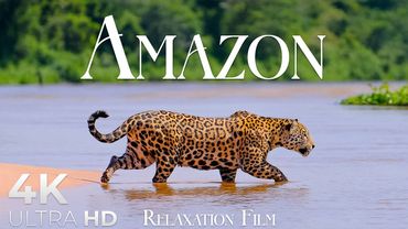 Amazon 4K • Nature Rainforest Relaxation Film with Deep Peaceful Music