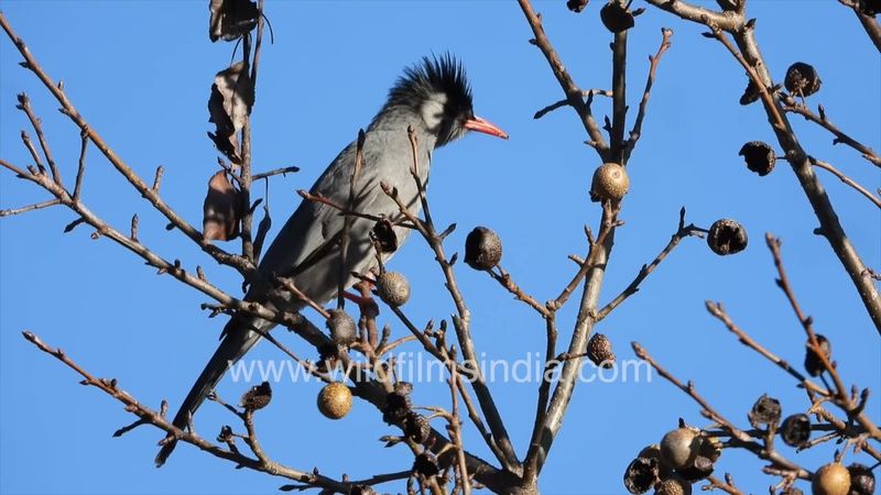 Asian Black Bulbul eats wild pear at wildfilmsindia Jabbarkhet bird sanctuary in western Himalaya