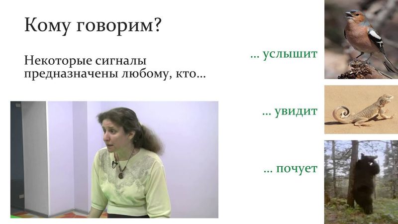 "Языки" животных и язык человека. Часть 2.