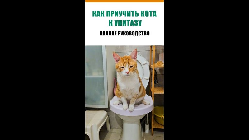 Как приучить кота к унитазу. Полное руководство