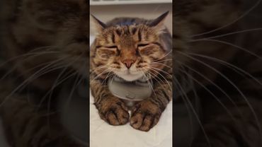 Param-pam-pam 💃🕺😻😉#cat #кот #musica #tango #salsa #приколы