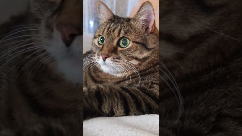 Земляника в лесу 🍓🦟🙀🤣 #cat #кот #юмор #приколы #котушка #цитаты #позитив #популярное