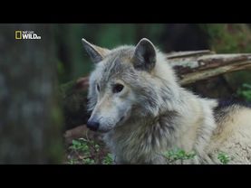 Удивительный, животный мир - Дикая природа. Волк vs Медведь.