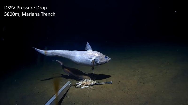 Mariana Trench: Cuck Eels and Grenadier