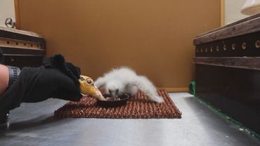 Кукла помогает растить птенцов грифа в Пражском зоопарке