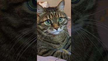 Запомните ☝️🙀🤔🤣 #cat #кот #юмор #котушка #приколы #цитаты