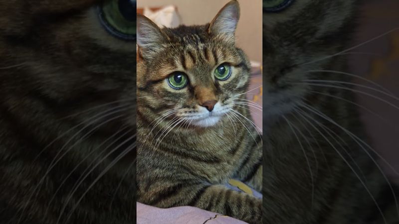 Запомните ☝️🙀🤔🤣 #cat #кот #юмор #котушка #приколы #цитаты