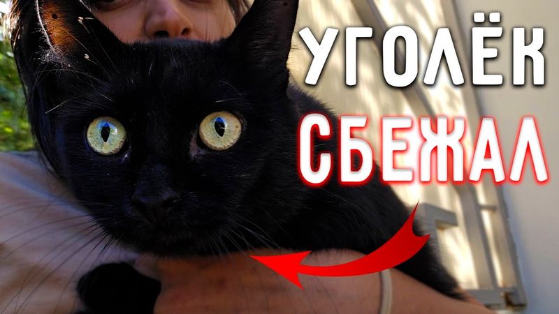 Уголек СБЕЖАЛ😬 Как прошли эти 3 дня? Ремонт идет полным ходом. Спасибо за поддержку🙏
