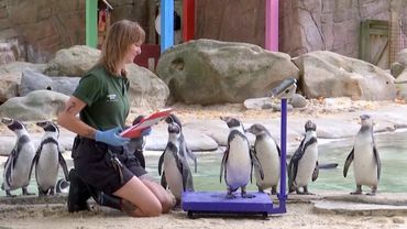 От жирафа до кузнечика: в Лондонском зоопарке взвешивают питомцев