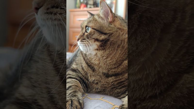 Если я молчу 🤫🤔🙀🤣 #cat #кот #юмор #котушка #приколы #популярное #цитаты #позитив