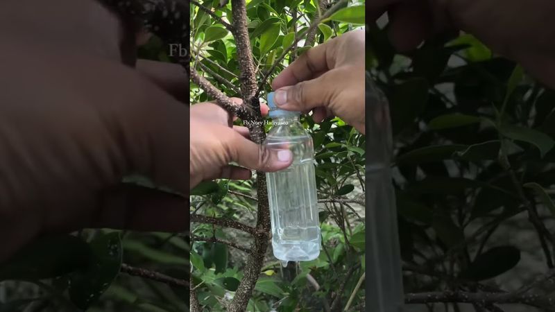 EP4 #youtubeshort#shorts #shortfeeds #gardeningtips #bonsai #gardening #plantlover #diygardening