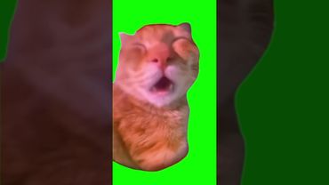 Talking Cat Meme #shorts  #catmeme #greenscreen
