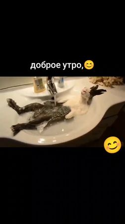 #приколы #новое #смех #реки#жывотное #смешноевидео 