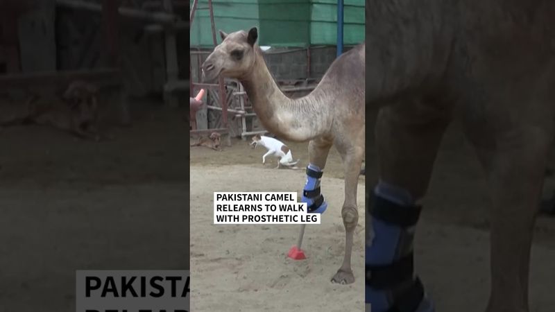 Pakistani camel relearns to walk with prosthetic leg | AFP #shorts