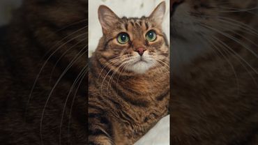 Не спи 🥱🙀🤔🤣 #cat #кот #юмор #котушка #приколы #цитаты