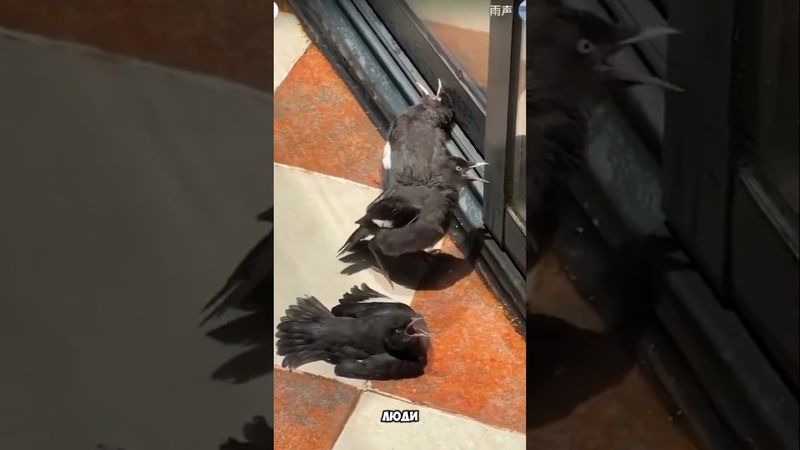 Очень хитрые птицы #птицы #прикол #юмор