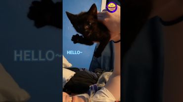 Smart Cats? Watch This!😼😂 #funnycat #catlovers #funnyvideo #viral