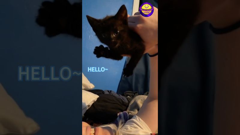 Smart Cats? Watch This!😼😂 #funnycat #catlovers #funnyvideo #viral