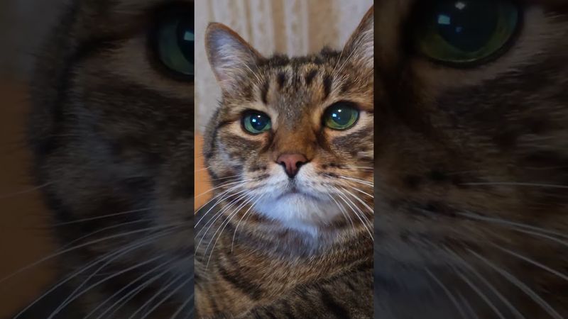 Самое сложное 🍺🥂🙀🤣 #cat #кот #юмор #приколы #котушка #цитаты #смех