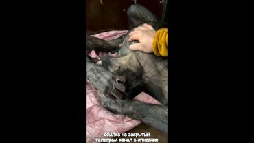 Я Разбудил Спящую Шимпанзе! Вот Как Это Было