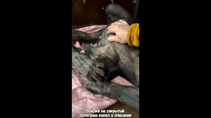 Я Разбудил Спящую Шимпанзе! Вот Как Это Было