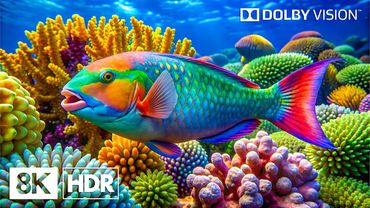 Enchanting Ocean Creatures in 8K HDR | Dolby Vision™