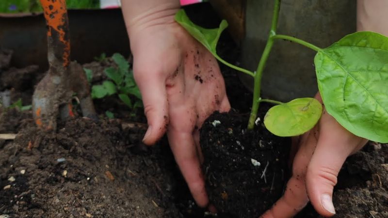 Сажаю баклажаны. Природное земледелие🌱Атмосферное видео.