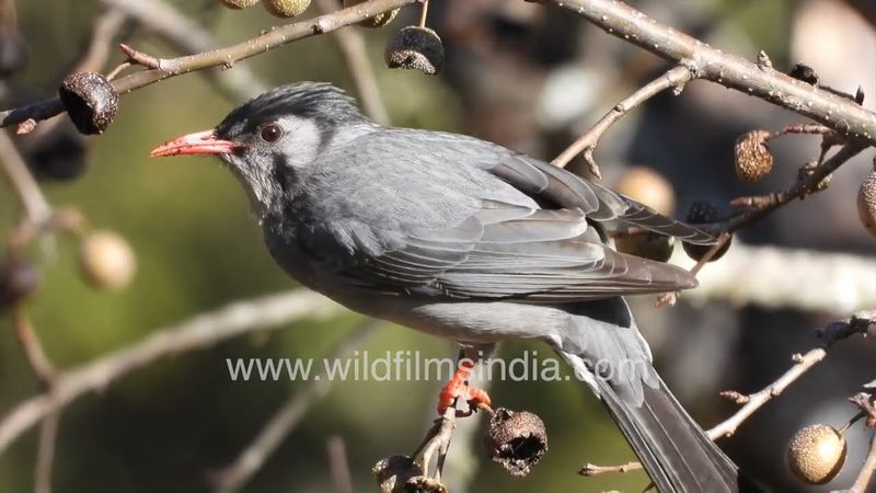 Energetic, cheery & constantly calling out for contact with the flock is this Himalayan Black Bulbul