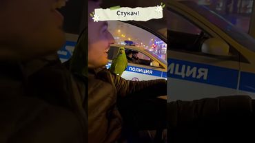 Попугай сдал меня полиции! 😂🦜