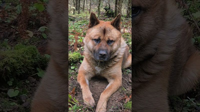 Самый красивый лесной пёсик шевелит носом. Больше ничего #yoll