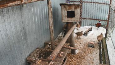 Эта простая истина продлит жизнь человеку. Премикс и комбикорма источник серьёзных заболеваний.