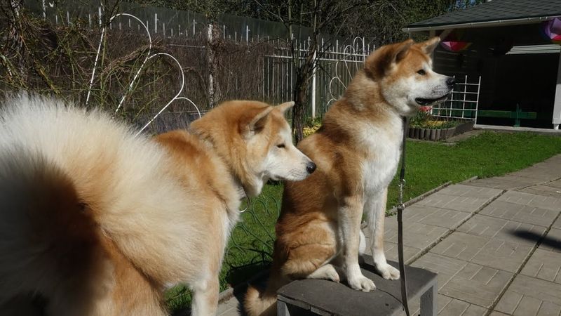 Догтренинг 757. Открытый урок со стаей акита-ину. Сложности управления