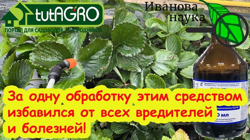 РЕЦЕПТ ИЗ СССР: полное оздоровление посадок КЛУБНИКИ, ВИНОГРАДА и СМОРОДИНЫ за 1 раз.