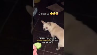 #смехдослез #юмор #приколы #рекомендации #подпишись