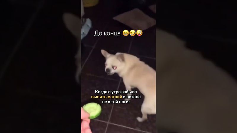 #смехдослез #юмор #приколы #рекомендации #подпишись