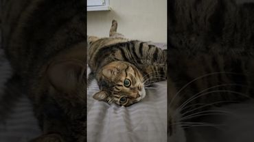 Когда мне будет 60 🍺🤗🙀🤣 #cat #кот #юмор #котушка #кино #цитаты #фильмы