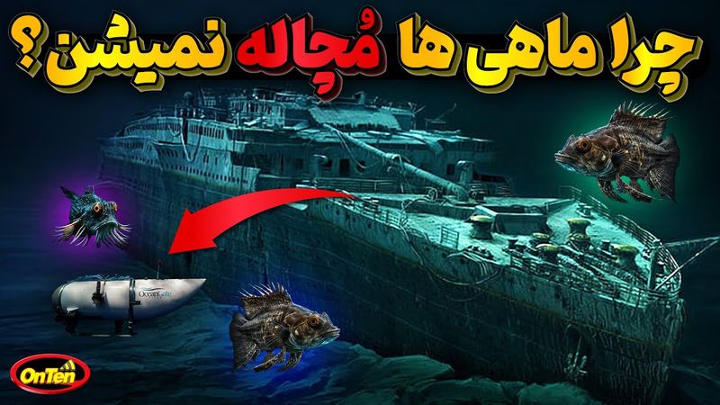 فشاراعماق اقیانوس تایتان را مچاله کرد، پس ماهی ها در آنجا چه میکنند؟
