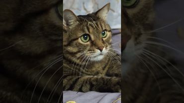 Самые богатые 💰🤔🙀🤣#cat #кот #юмор #котушка #приколы #смех #цитаты